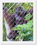 Orangutan_B (02) * The Gentle Giant - der sanfte Riese * 2213 x 2774 * (2.75MB)